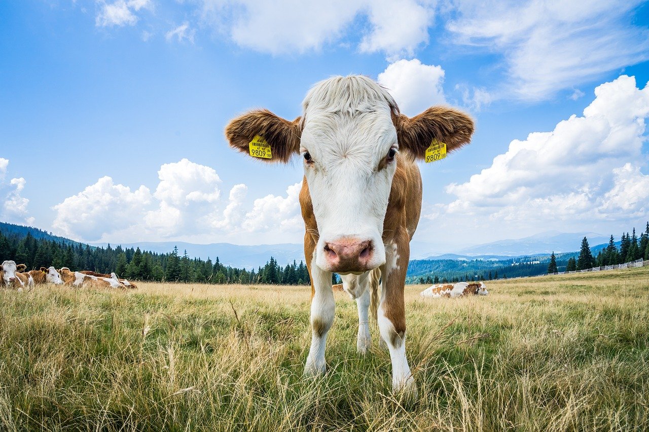 Ευρωπαϊκή Ένωση: Νέοι κανόνες για λιγότερη γραφειοκρατία και προστασία των αγροτών